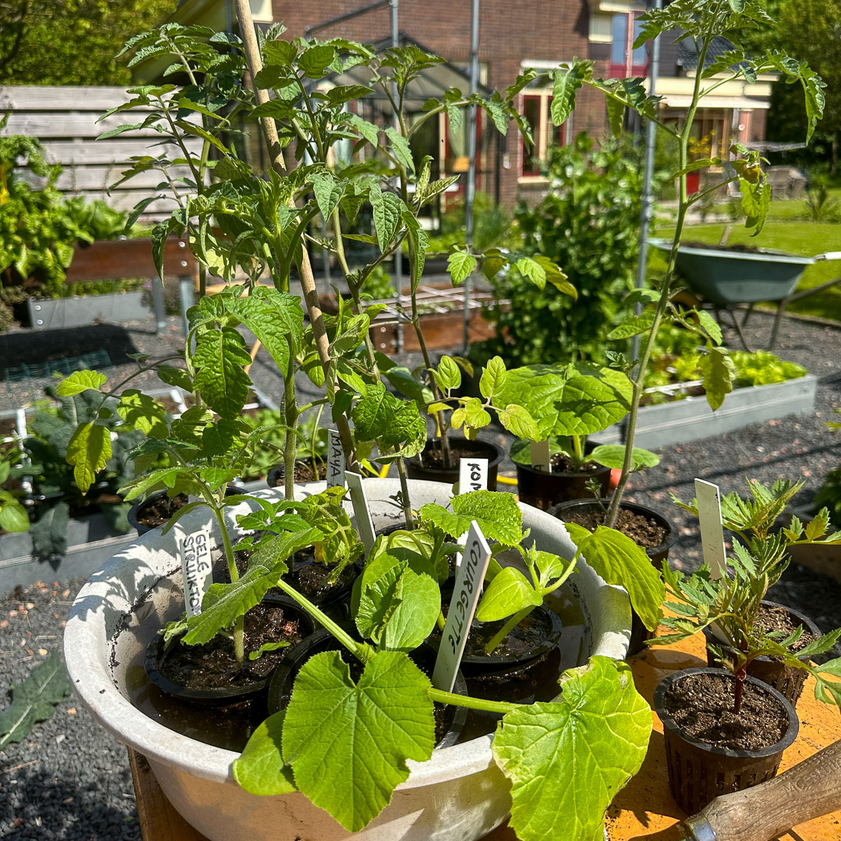 Potted summer vegetables standing in water to soak their root balls