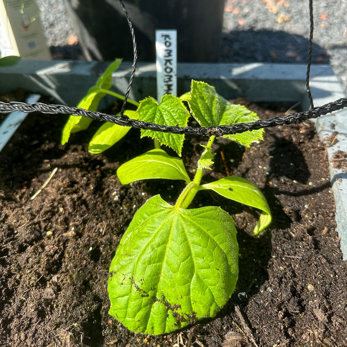Young cucumber plants planted at the base of a trellis