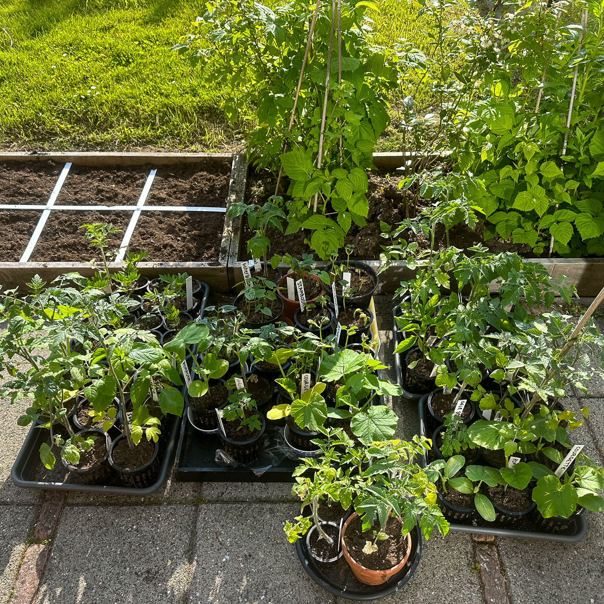 Binnen opgekweekte zomergroentes gaan eind mei elke dag naar buiten, steeds iets langer.