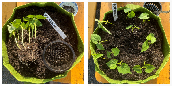 Boterboontjes planten in een Makkelijke Moestuin mini growbag