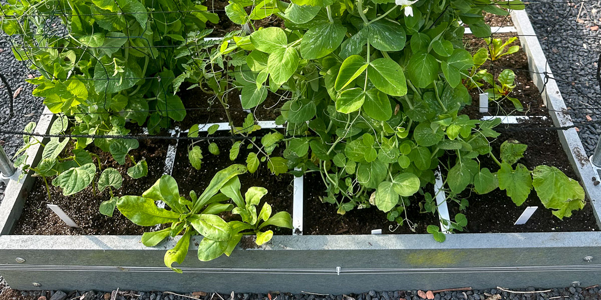 De 1-maart moestuinbak met snijbonen, kerstomaat, peultjes en klimcourgette bij het klimrek