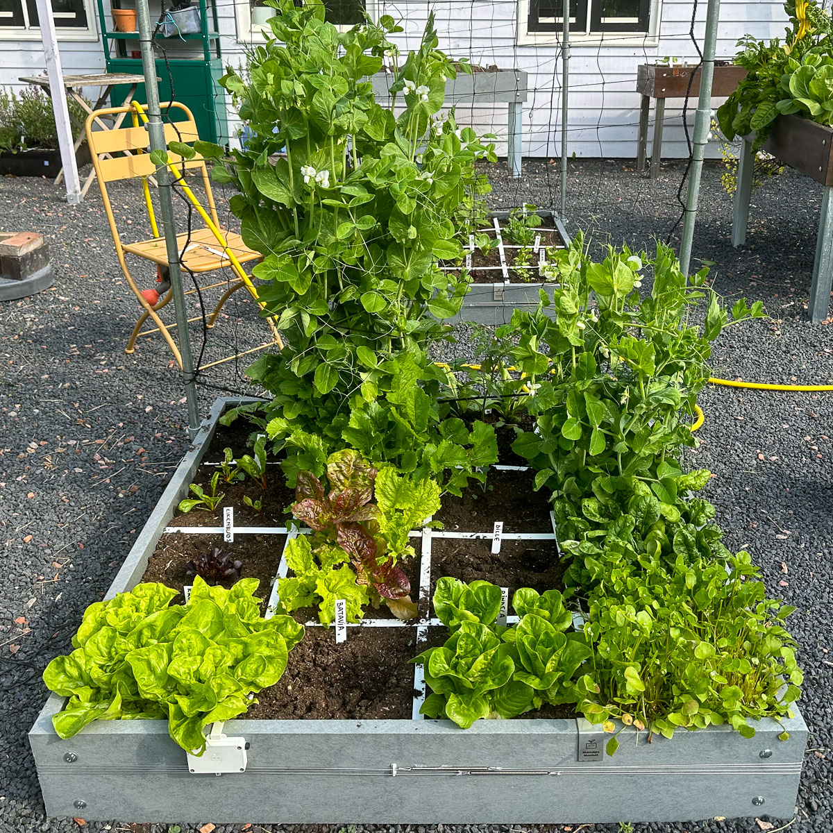 Opgeschoonde moestuinbak van 1 maart