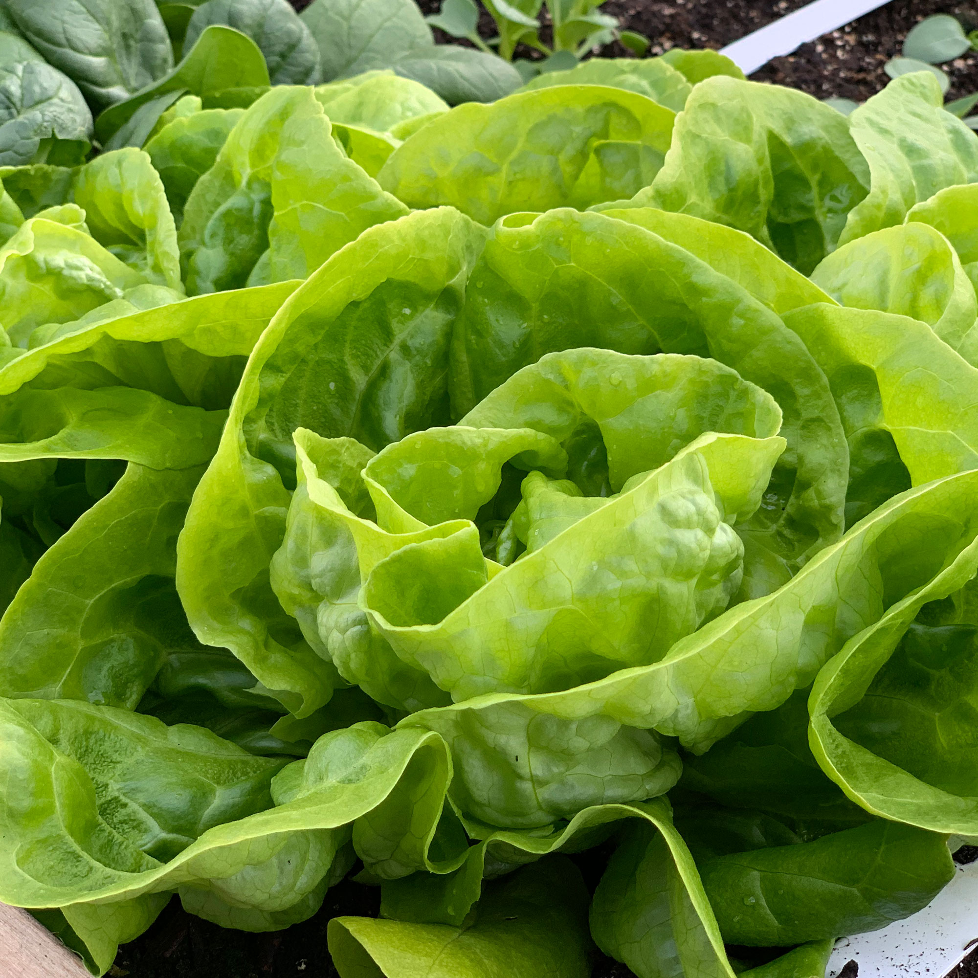 Mini kropsla