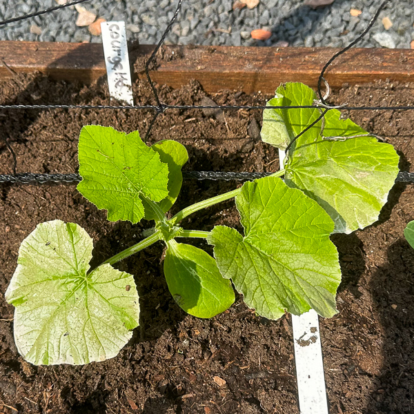 Wit uitgelagen blad door te fel zonlicht