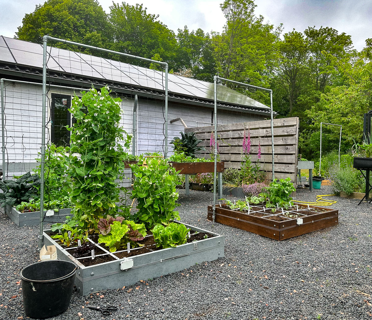 Makkelijke Moestuinbakken in onze kantoortuin op 1 juni