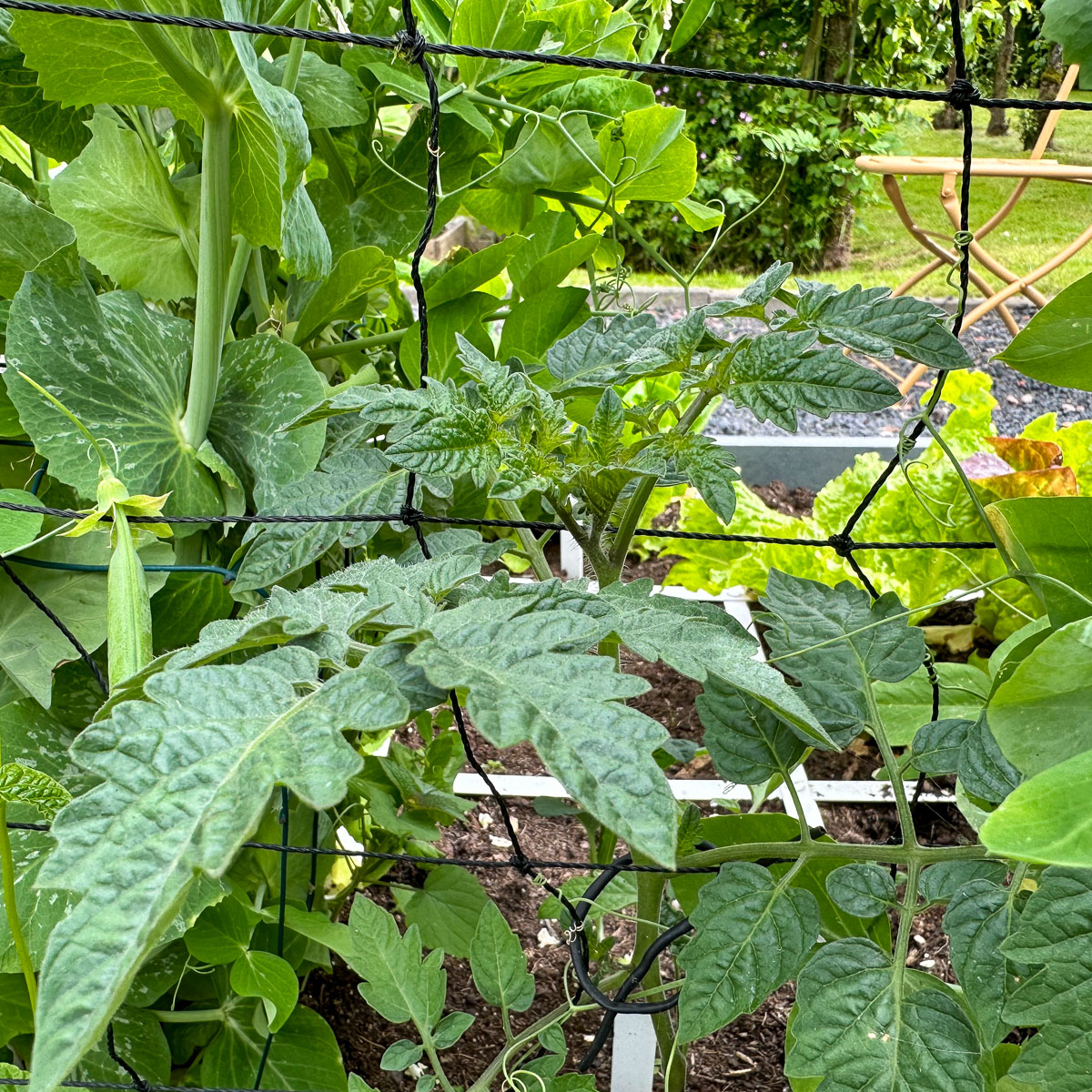 Een hoge tomaat weef je in de Makkelijke Moestuin door het klimnet