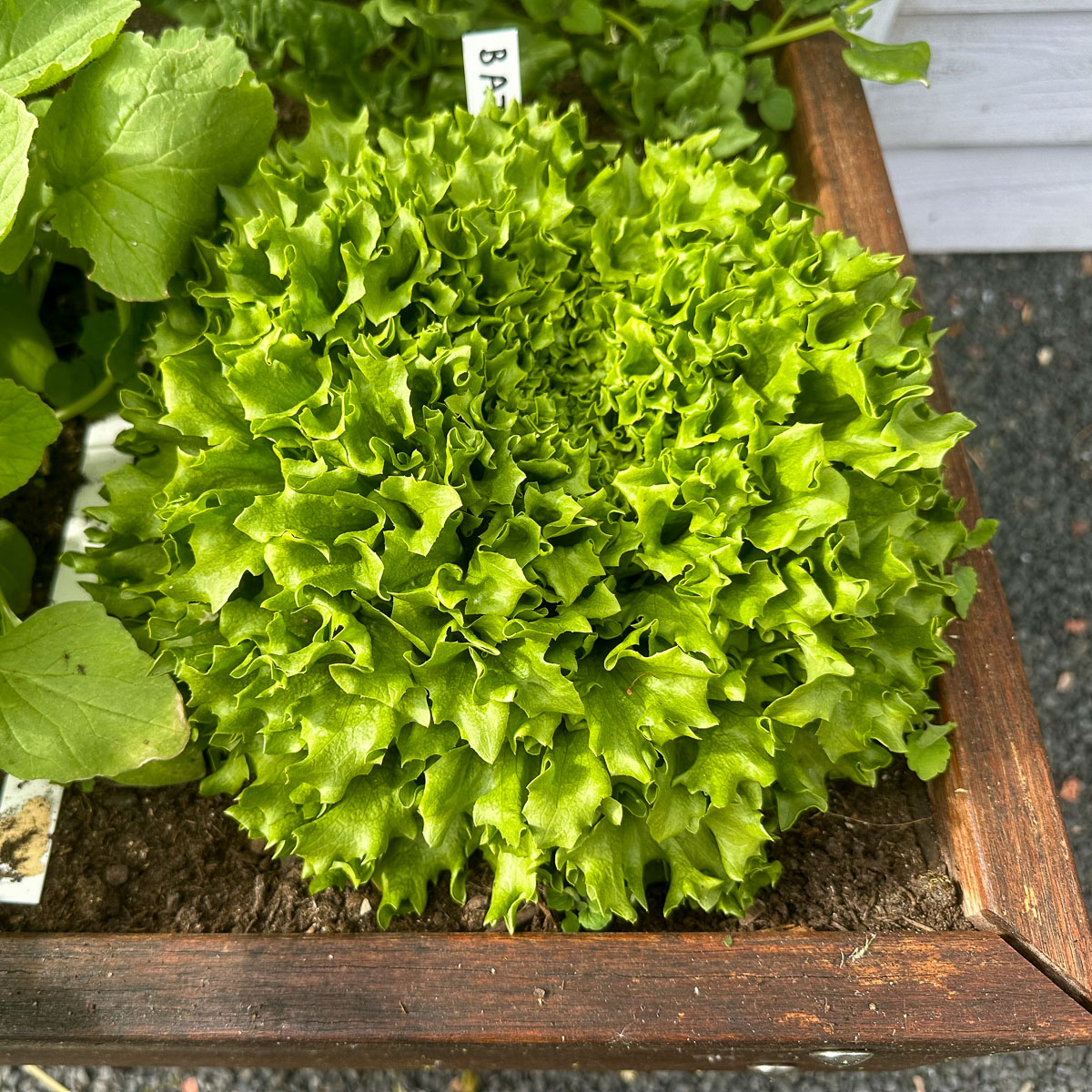 Deze Salanova groene batavia vult al het hele vak