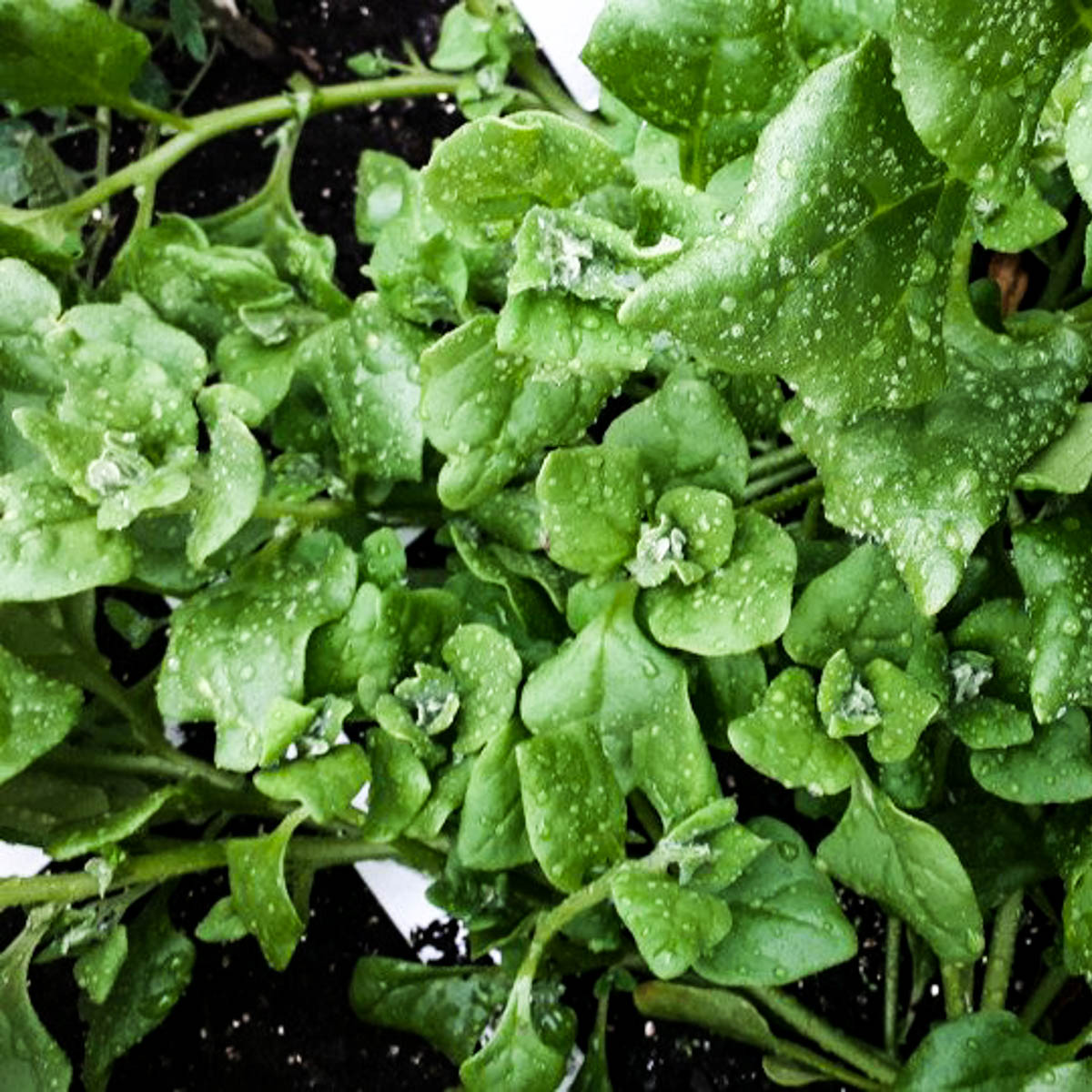 Nieuw-Zeelandse spinazie in de Makkelijke Moestuin