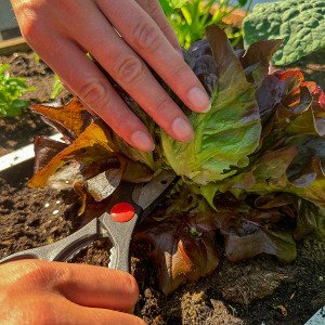 Oakleaf lettuce Pto