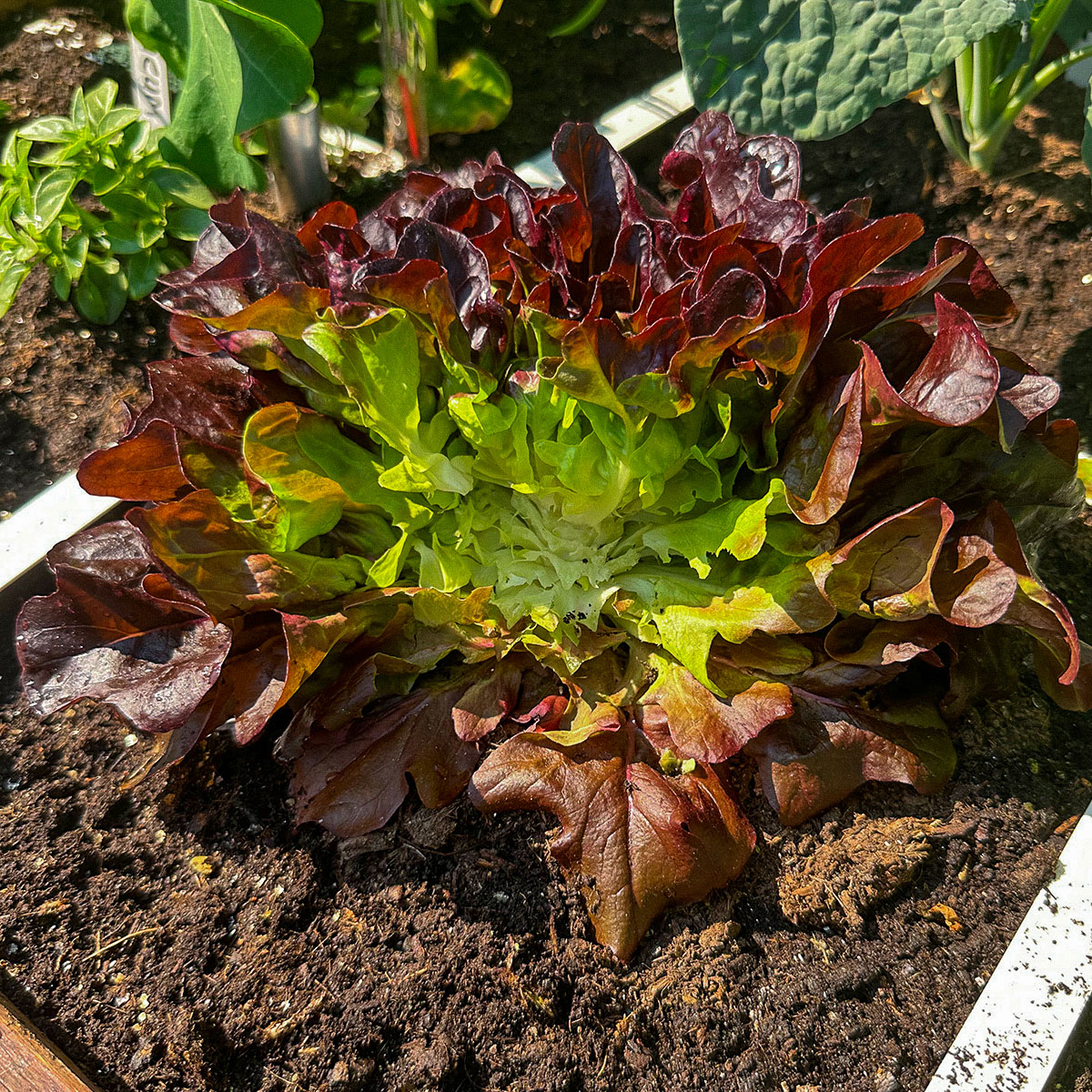 Oakleaf lettuce Pto