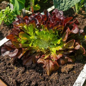 Oakleaf lettuce Pto