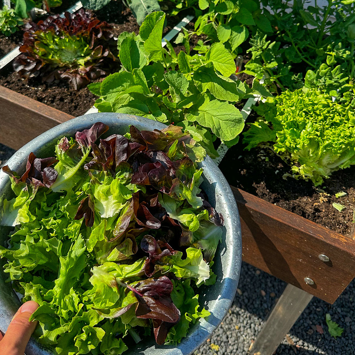 Oakleaf lettuce Pto