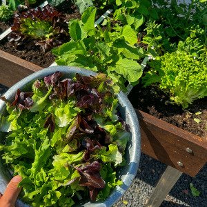 Oakleaf lettuce Pto