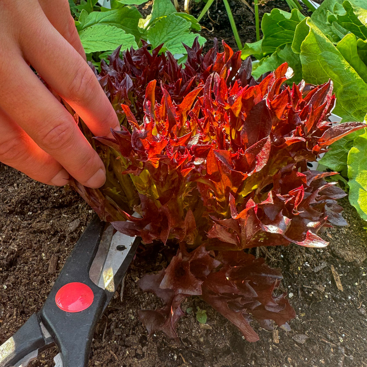Crispy Red lettuce Pro