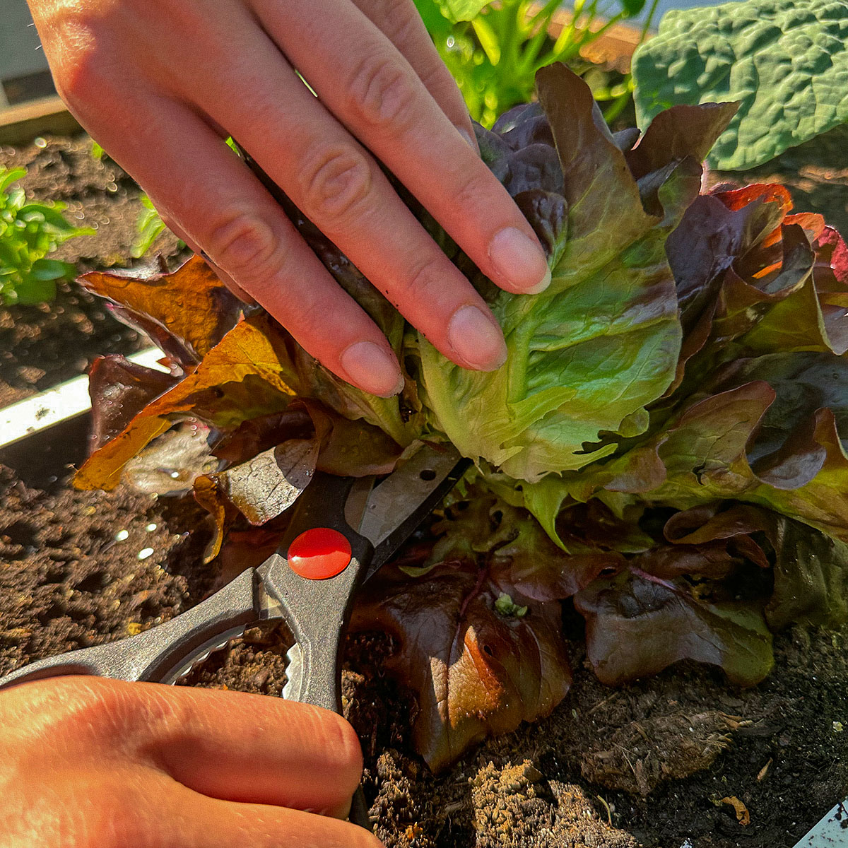 A head of Salanova oak leaf lettuce continues to grow if you regularly harvest leaves from it
