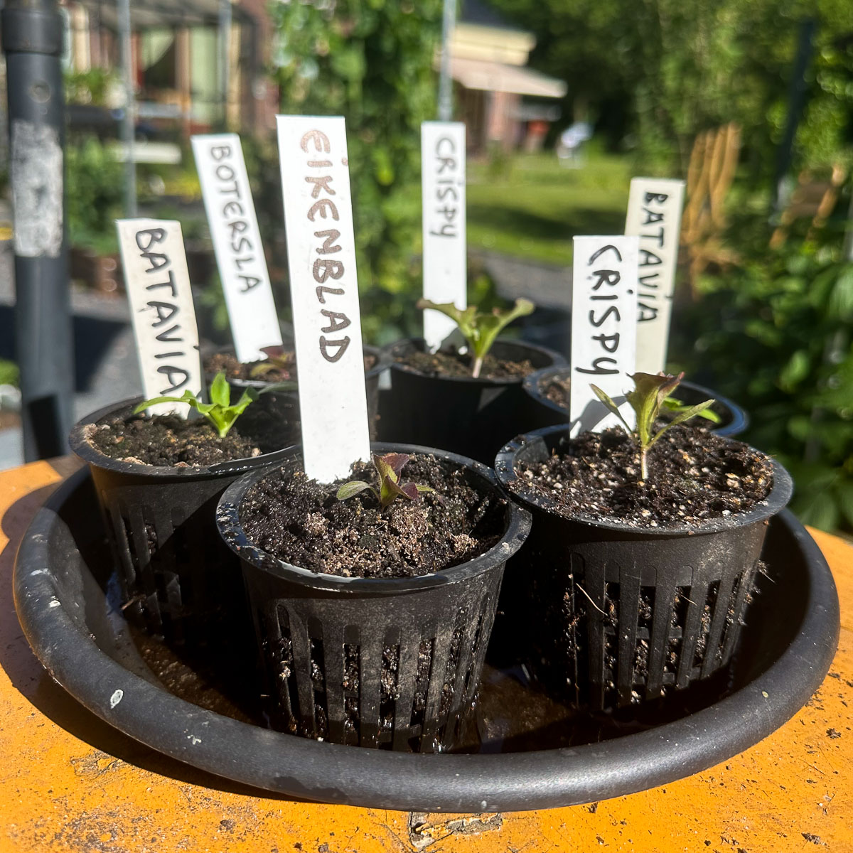 Salanova's in potjes zaaien en na een week of 5 uitplanten in de moestuinbak