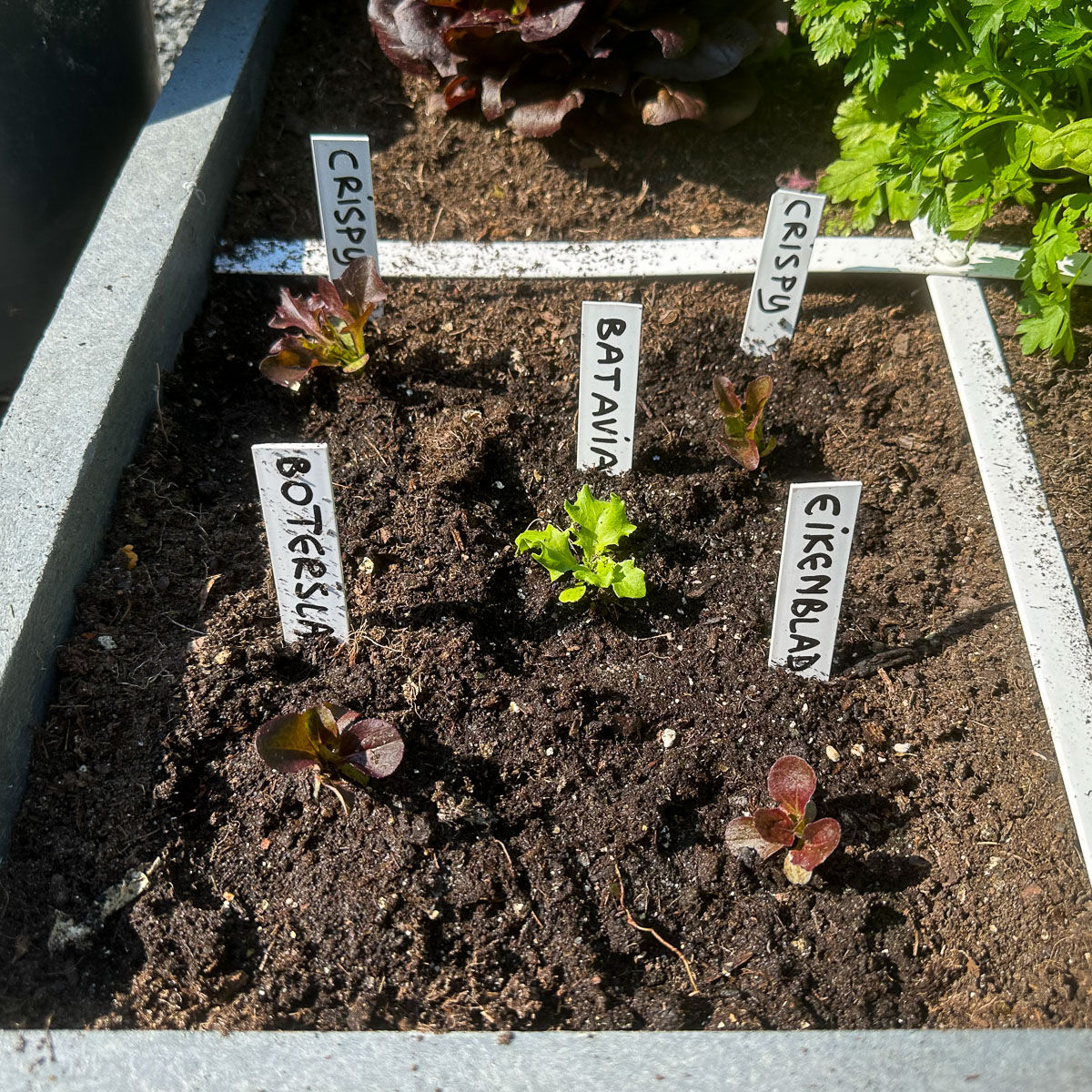 Geef vooral de kleine plantjes regelmatig wat extra water