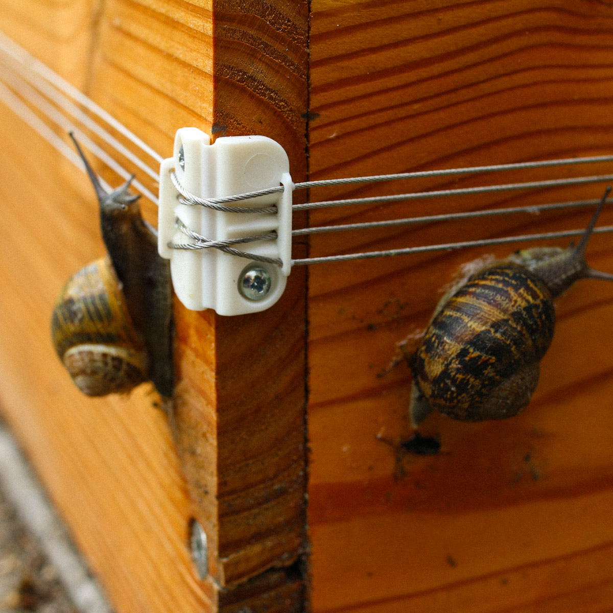 Our first electric fence against slugs