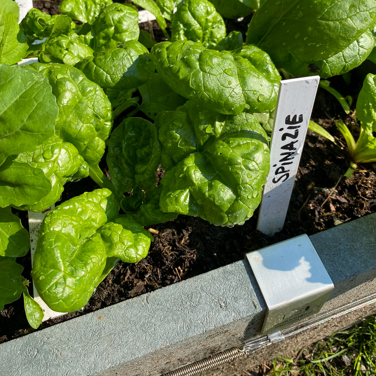No slug damage in a raised bed with an electric slug fence