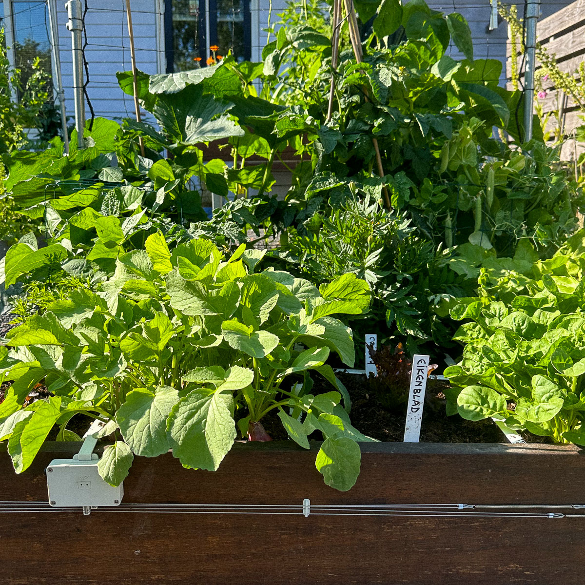 Finally, a Makkelijke Moestuin bed without slugs