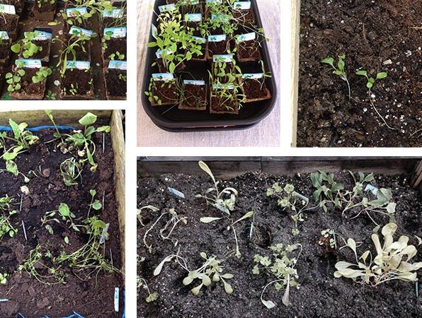 Treurige plantjes van de AH moestuintjes actie
