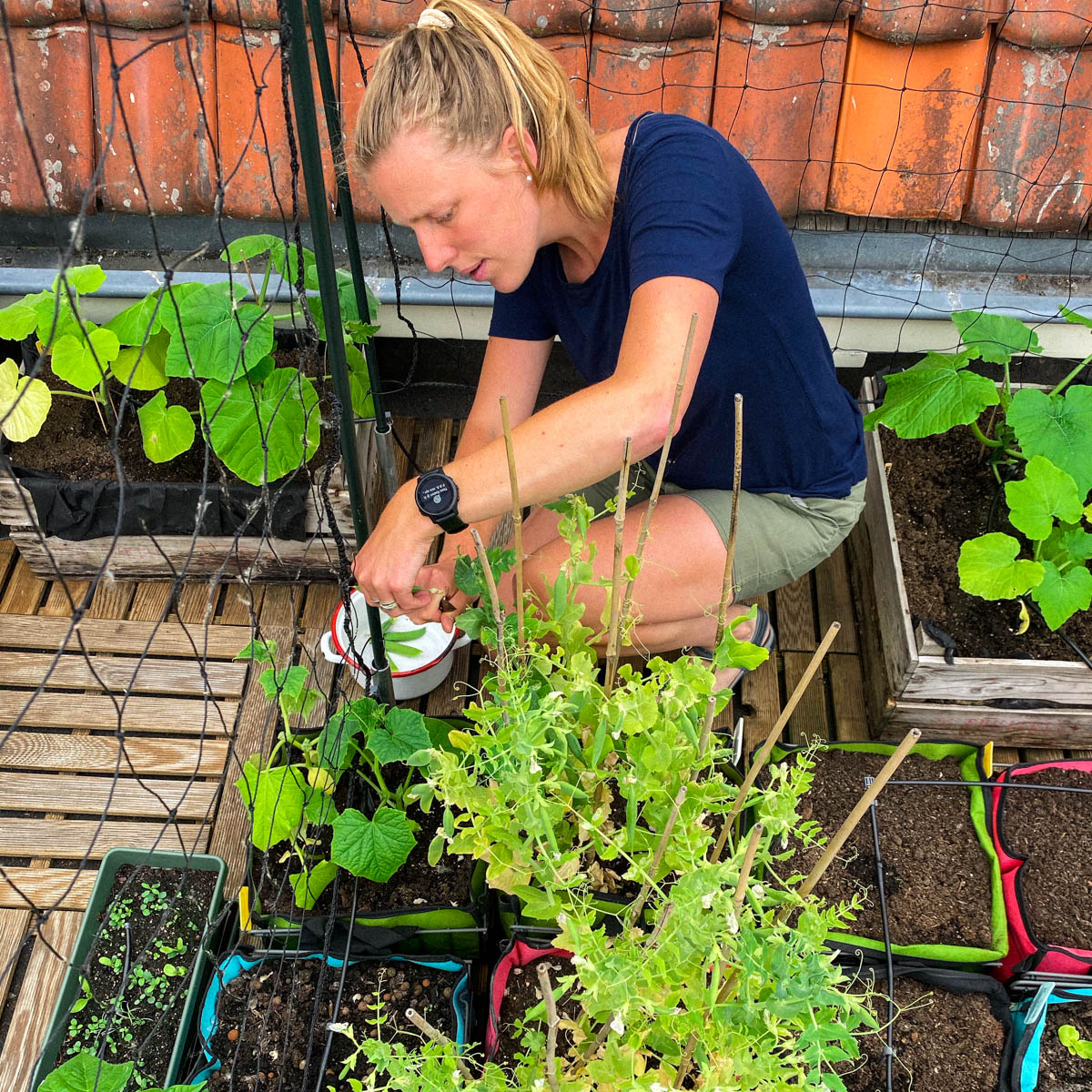 Erwtjes oogsten van de dakmoestuin