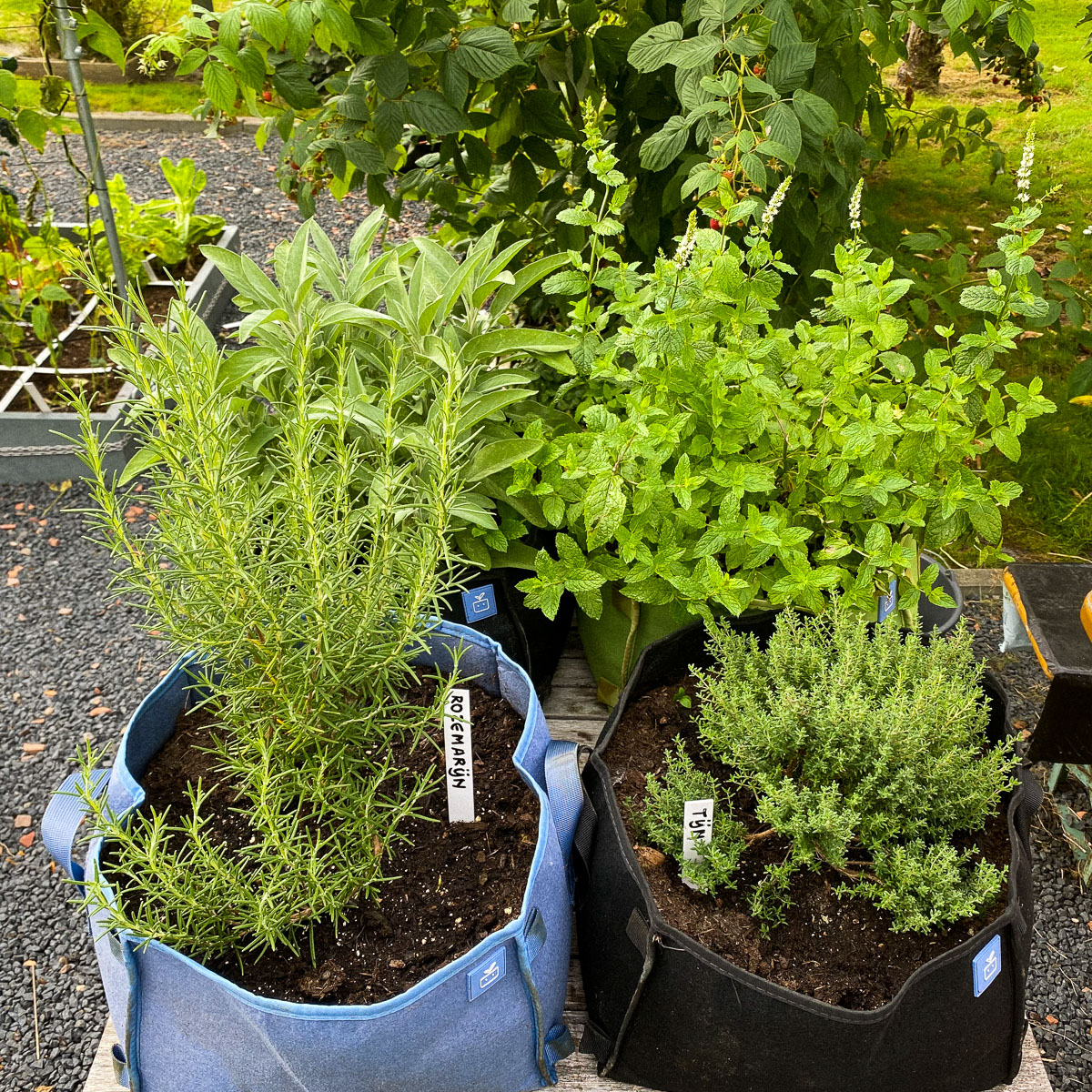 Oregano, munt, rozemarijn en tijm in MM-mini's