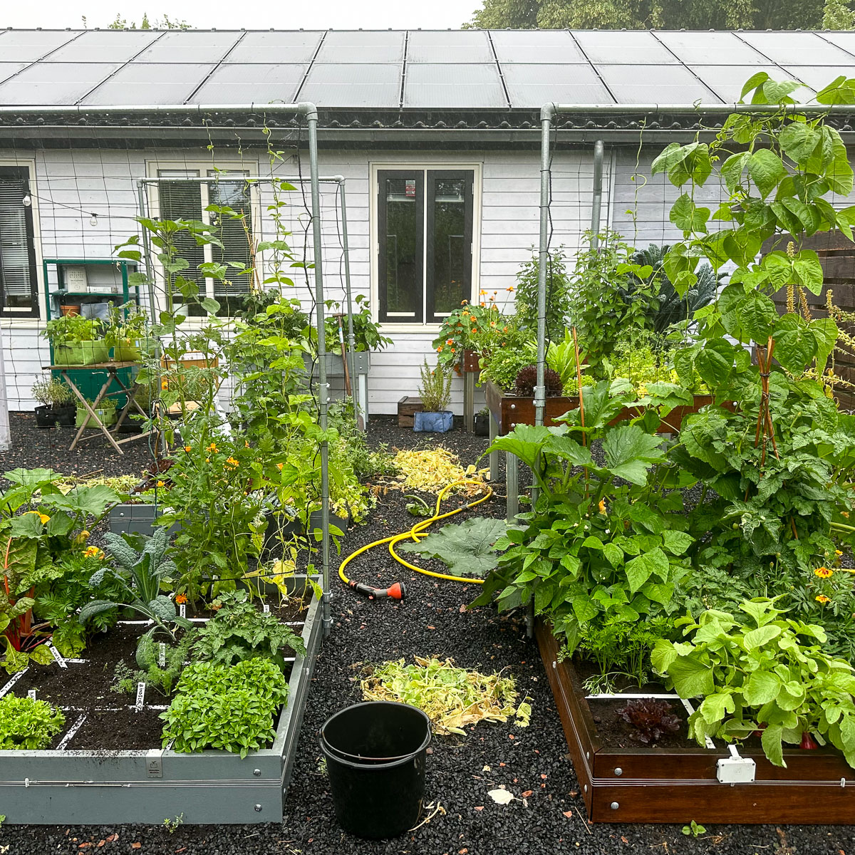 Makkelijke Moestuin op 1 juli: moestuinbakken in de regen