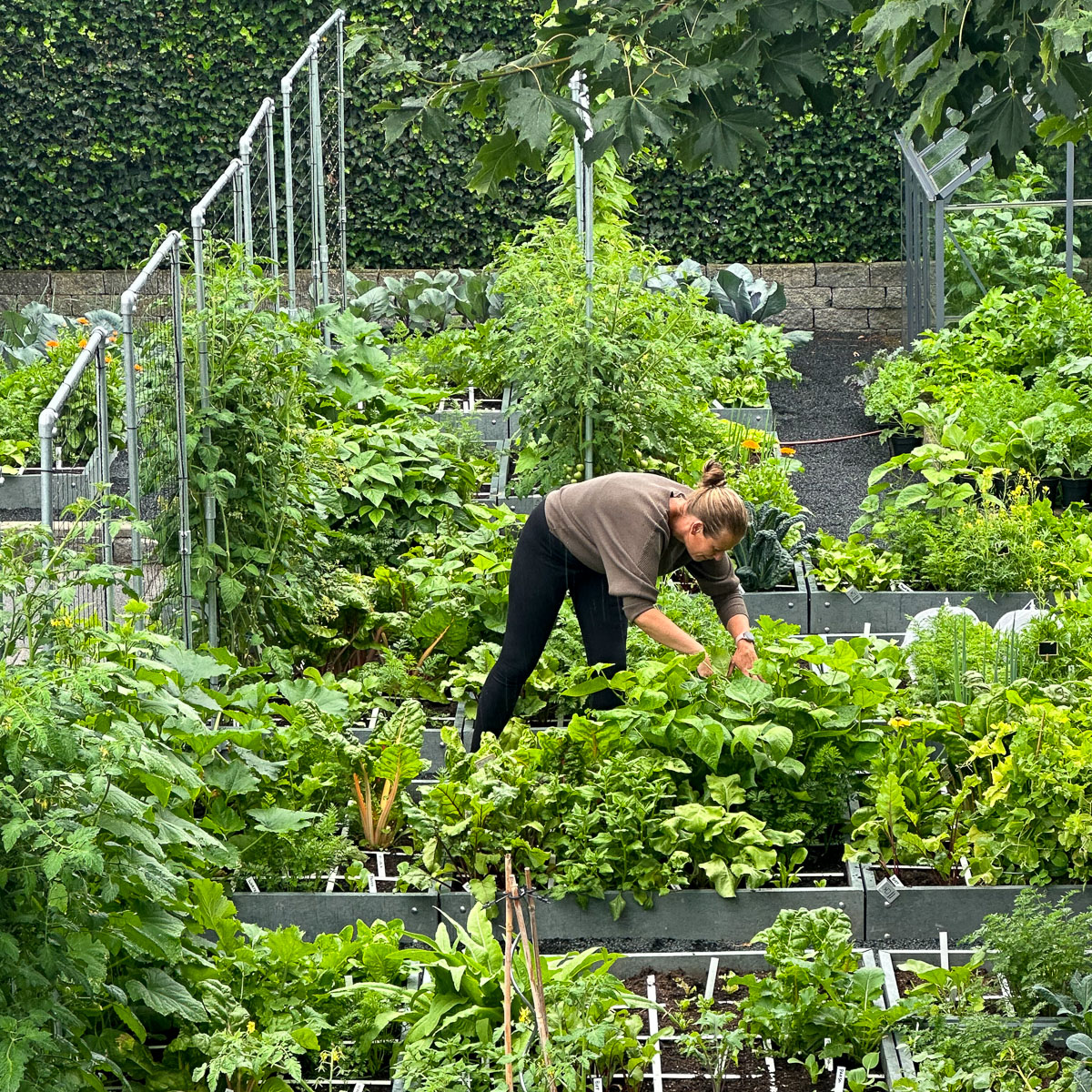 Suzanne (GroenBietje) in haar Makkelijke Moestuin pluktuin