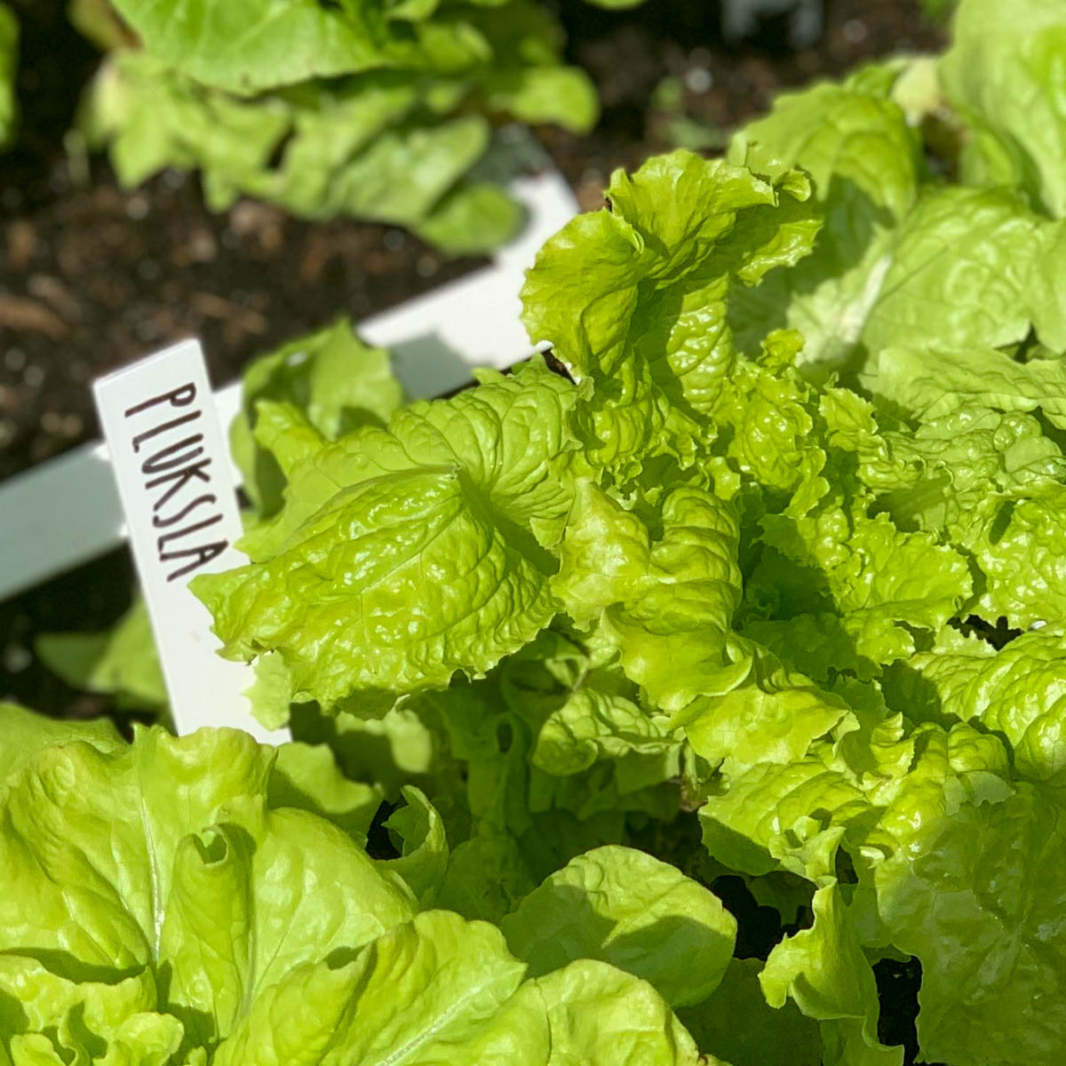 Pluksla in de Makkelijke Moestuinbak