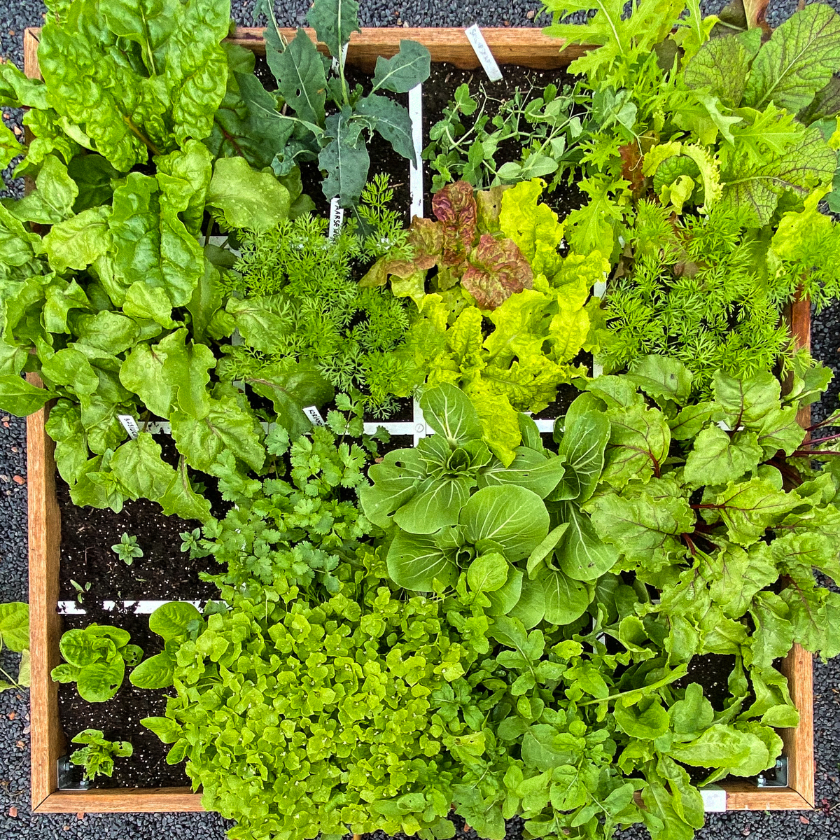 Makkelijke Moestuinbak eind juli: ruim een maand na het starten