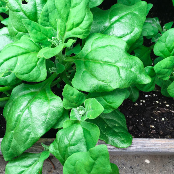 Nieuw-Zeelandse spinazie uit de Makkelijke Moestuin