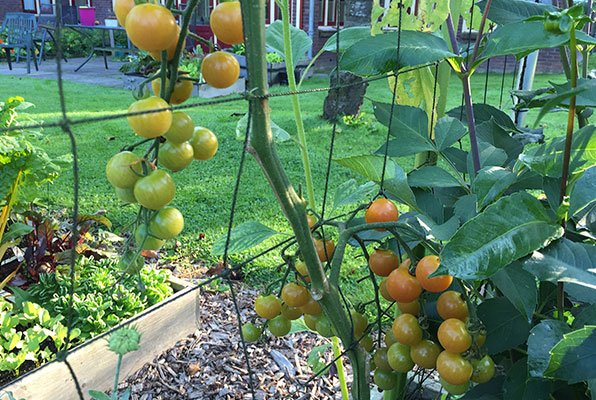 Grote tomaten passen in 1 vak