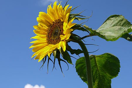 Zonnebloem in een moestuinbak