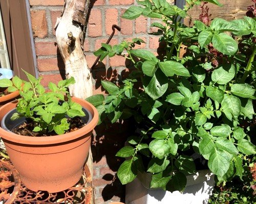 Tomaten: links in Deka potgrond, rechts in MM-mix