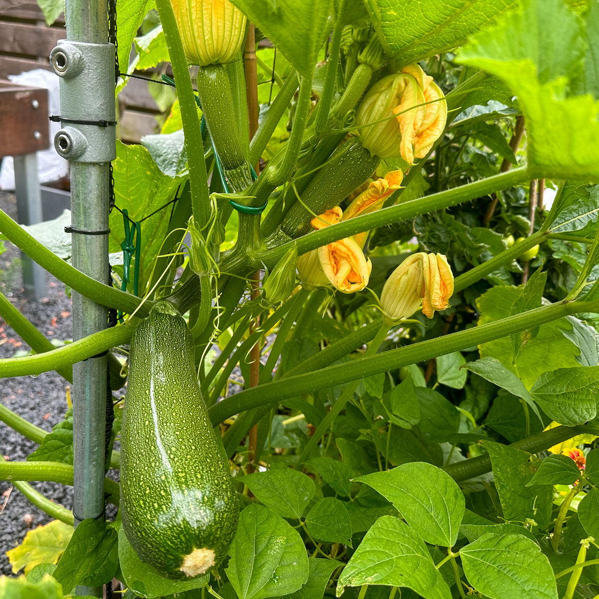 Tie your climbing courgette to the trellis regularly