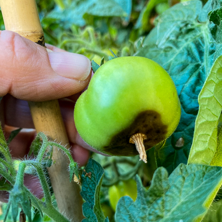 Tomato with blossom-end rot