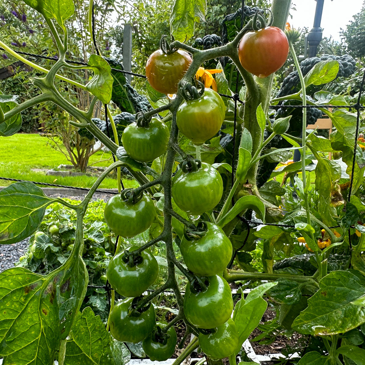 Natte Sweety tomaatjes van de Makkelijke Moestuin