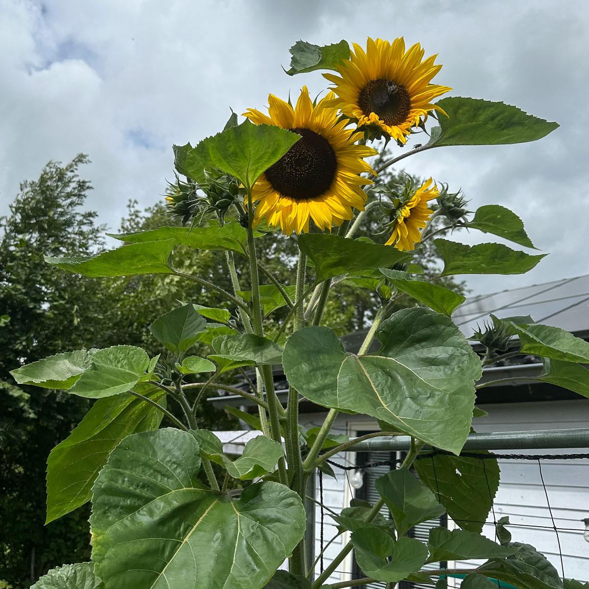 De zonnebloem van de Makkelijke Moestuin krijgt telkens nieuwe bloemen