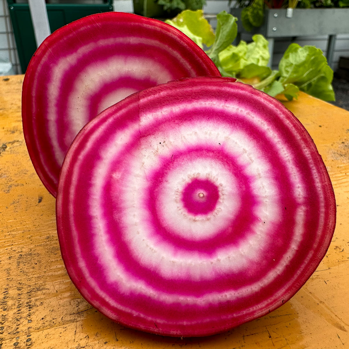 Chioggia biet