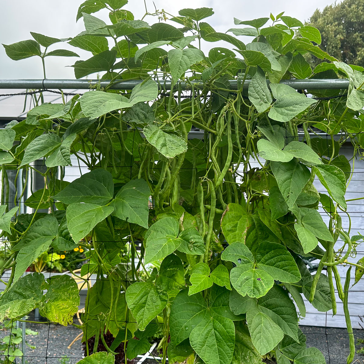 Kilo's Makkelijke Moestuin spekbonen van 8 plantjes