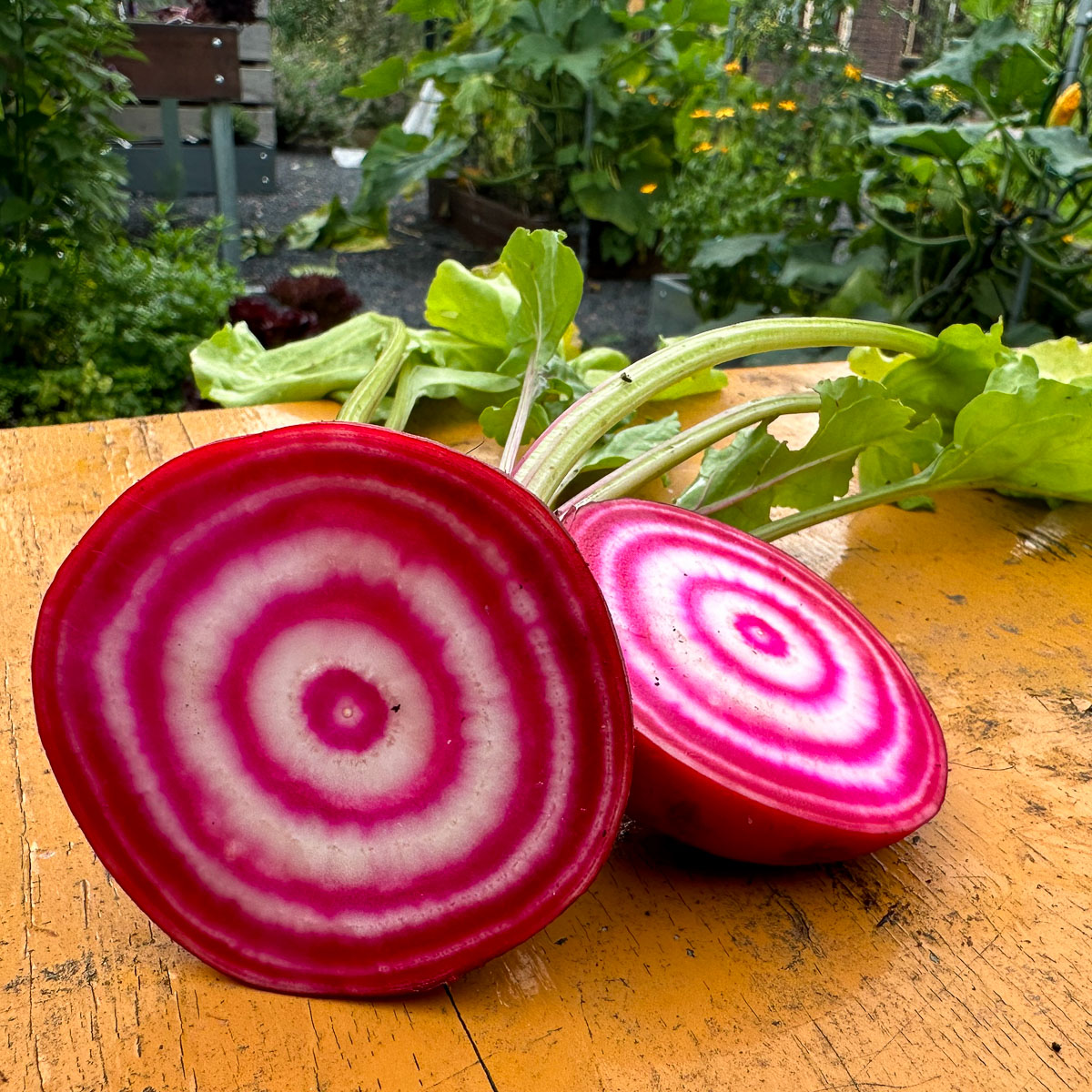 Tip van de expert: de chioggia biet