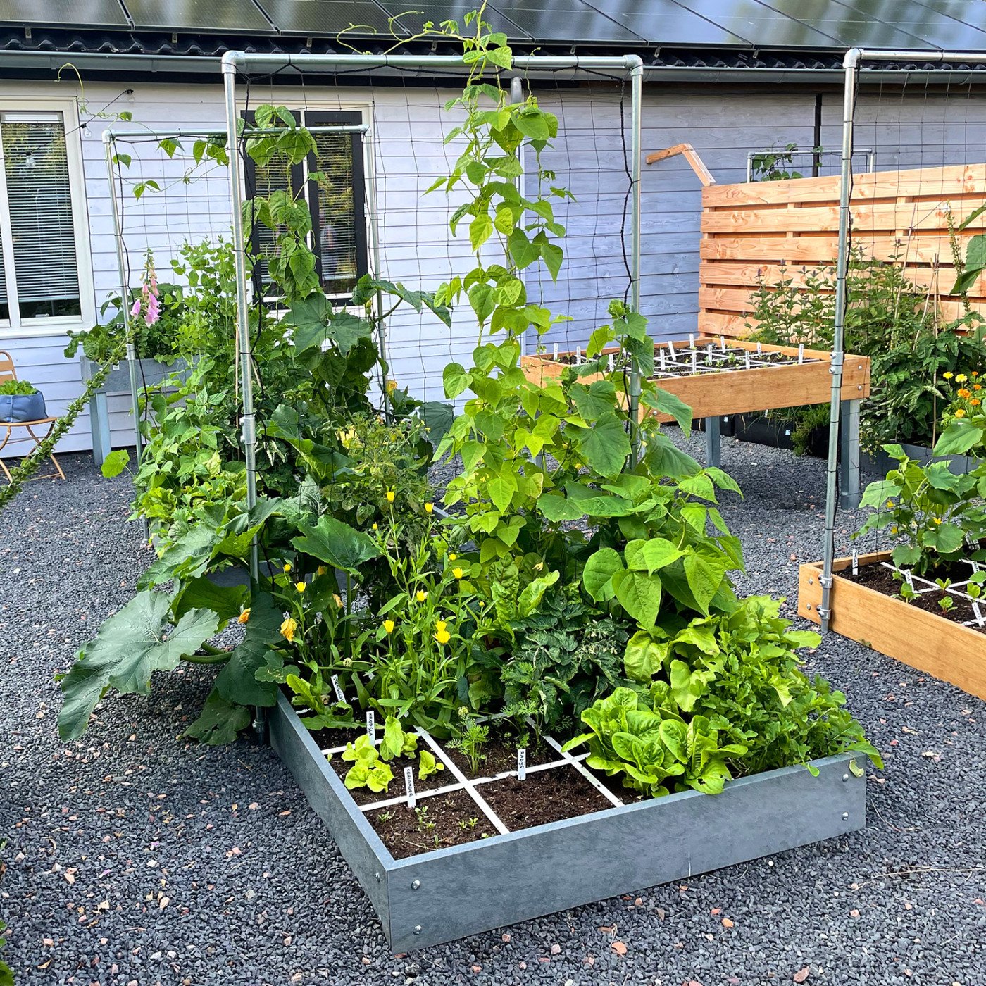 A trellis provides more harvest and doesn't take up any extra space.