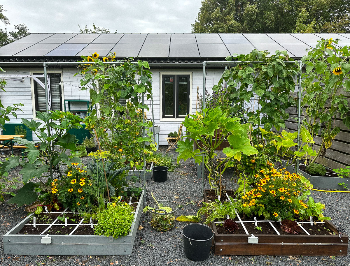 De Makkelijke Moestuin kantoortuin op 19 augustus 2023