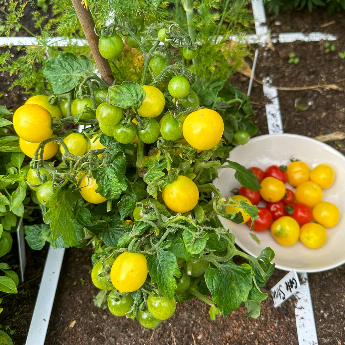 Oogsten van de Makkelijke Moestuin gele struiktomaat