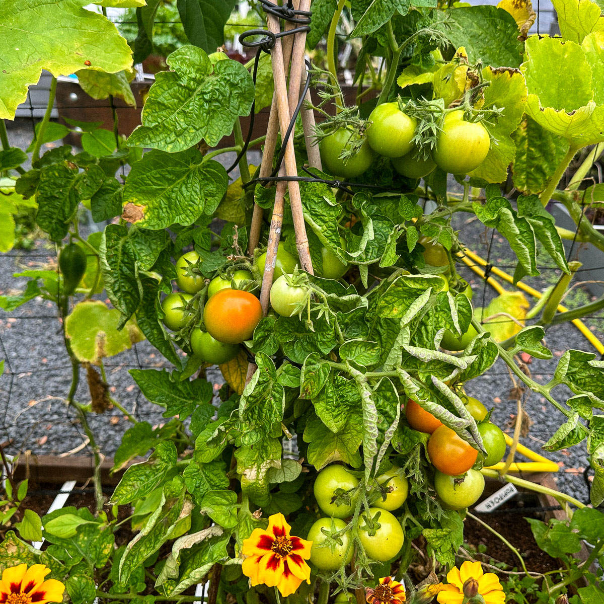 Lelijk blad bij de balkontomaat: is dat wel of niet de tomatenziekte?