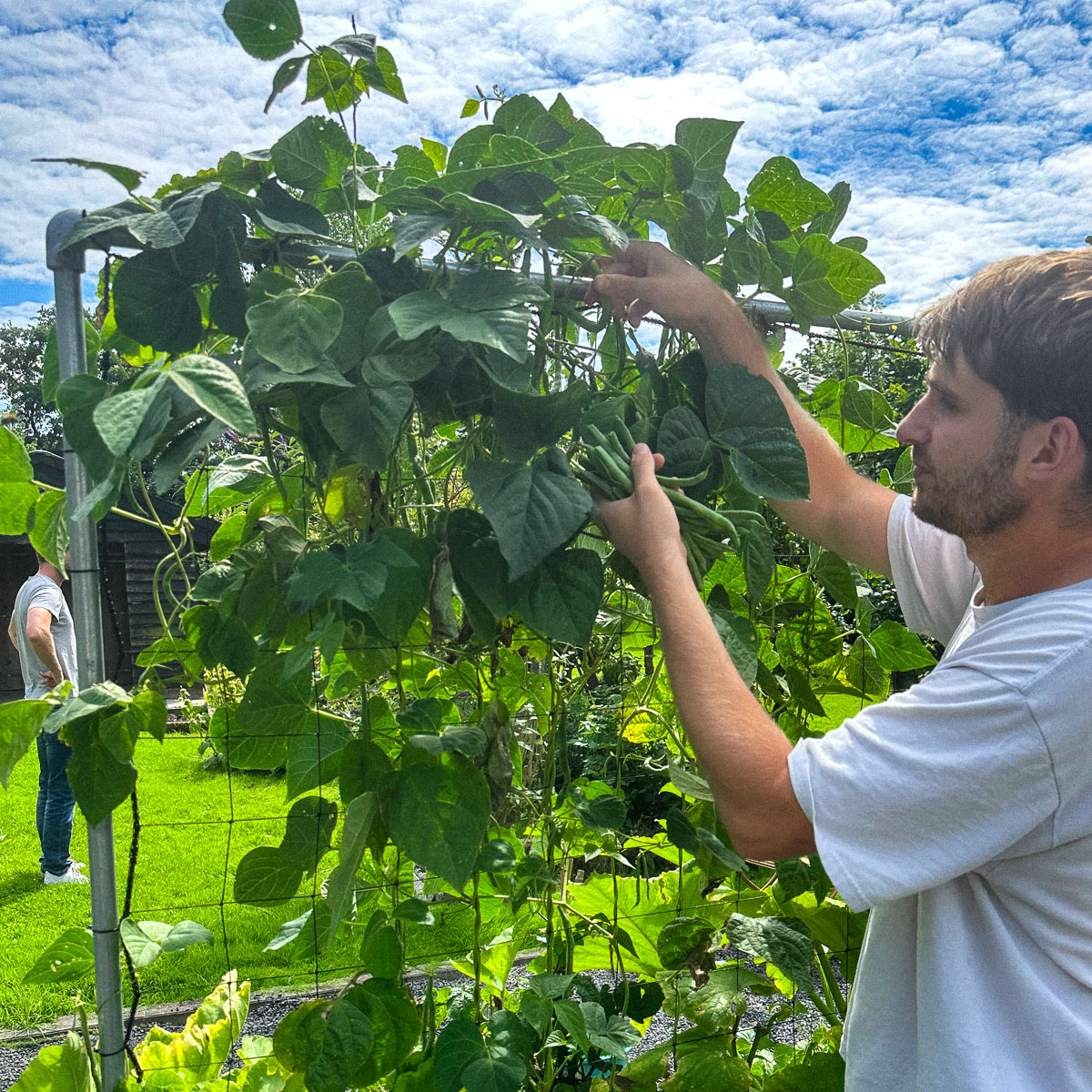 Ruim 2 kilo spekbonen van 8 planten, en het einde is nog niet in zicht