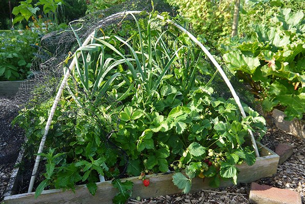 Big garlic plants between the strawberries