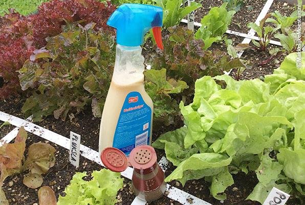 Maak zelf knoflookspray tegen slakken, luizen en rupsen