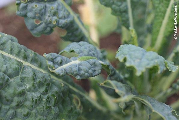 A green cabbage white caterpillar can camouflage itself well: they hide among the leaves of a kale plant